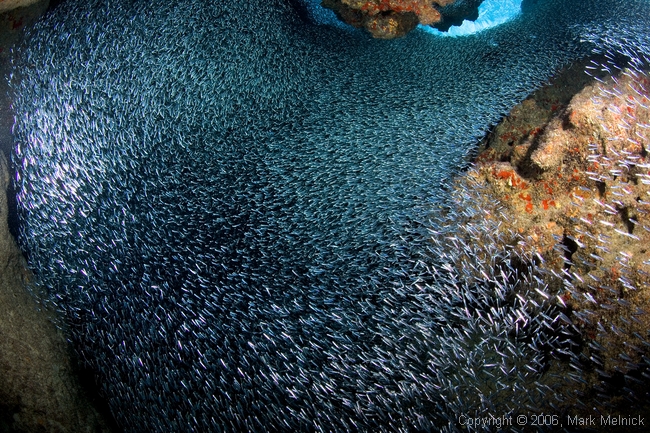 Silversides at Edan Rock