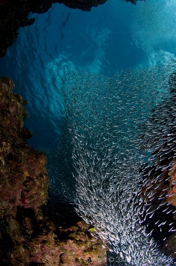 Silversides at Edan Rock