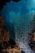 Silversides at Edan Rock