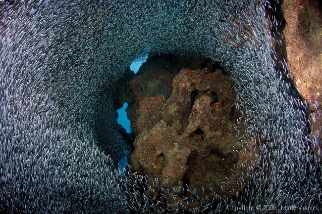 Silversides at Edan Rock