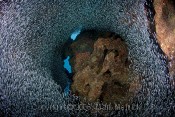 Silversides at Edan Rock