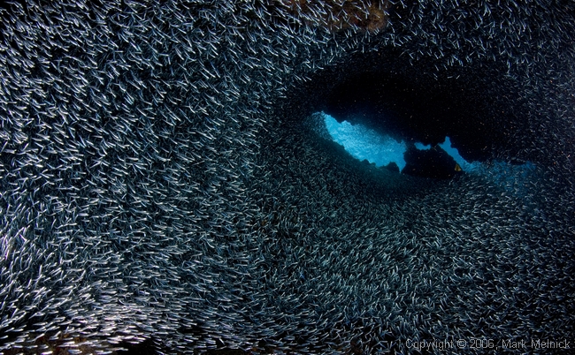 Silversides at Edan Rock