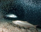 Tarpons and Silversides