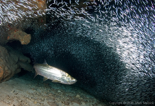 Tarpons and Silversides