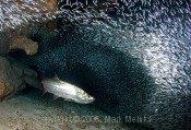 Tarpons and Silversides