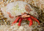 Hermet Crab