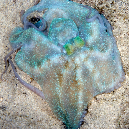 Octopus