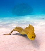 Stingray City