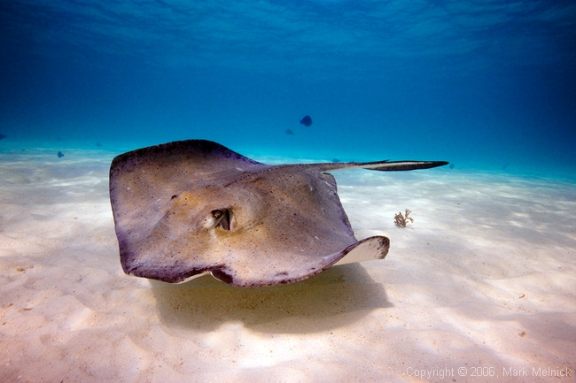 Stingray City