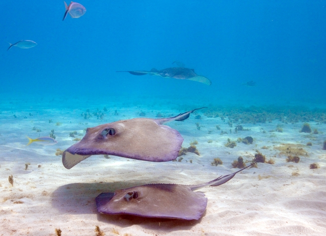 Stingray City