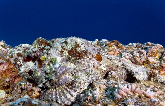 Scorpian Fish