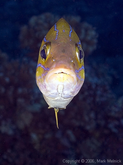 Bluestrip Snapper