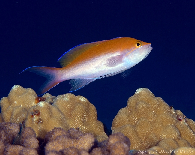 Biocolor Anthias