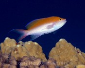 Biocolor Anthias