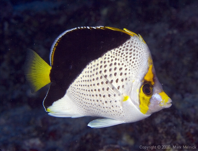 Tinker Butterflyfish