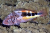 Blackside Hawkfish