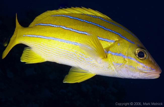 Bluestrip Snapper