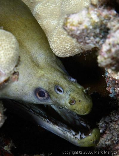 Eel