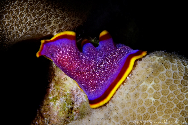 Fusia Flatworm