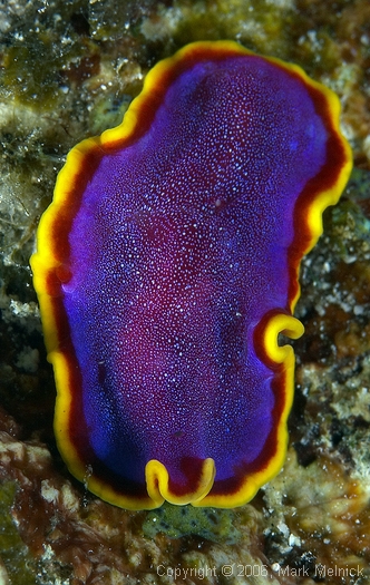 Fusia Flatworm