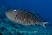 Gilded Triggerfish