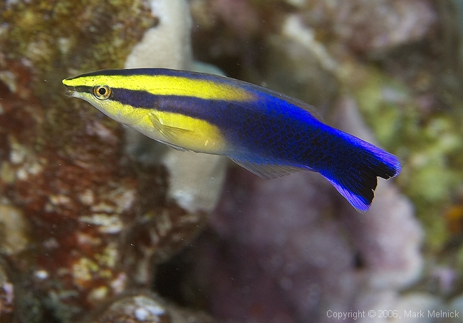 Hawaii Cleanerwrasse