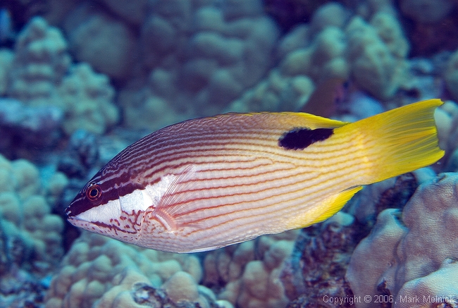 Hogfish