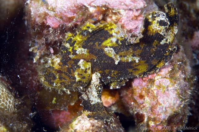 Leafscorpianfish