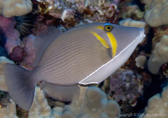 Leitriggerfish