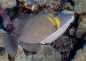 Leitriggerfish