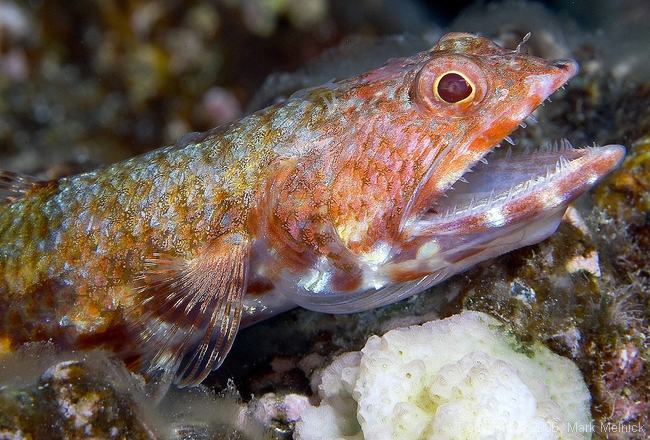 Lizardfish