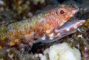 Lizardfish