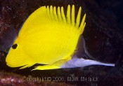 Longnose Butterflyfish