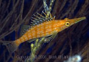 Longnose Hawkfish