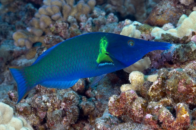 Malebirdwrasse