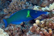 Malebirdwrasse