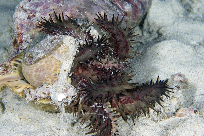 Crown of Thorns being eating by a ________