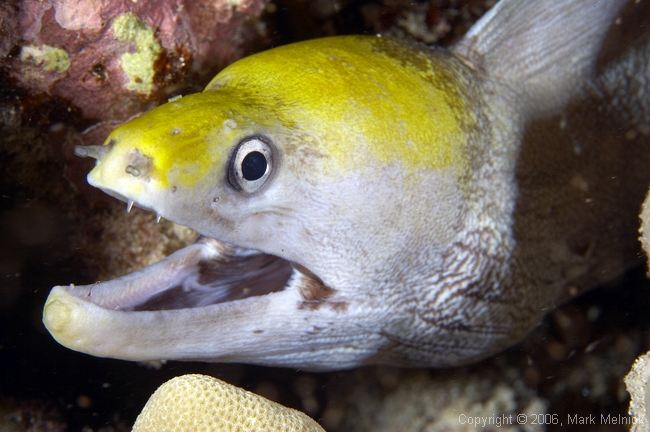 Eel