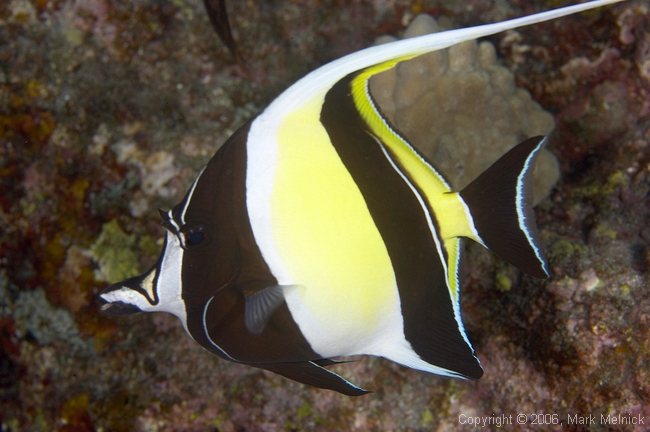 Moorish Idol