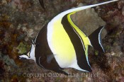 Moorish Idol