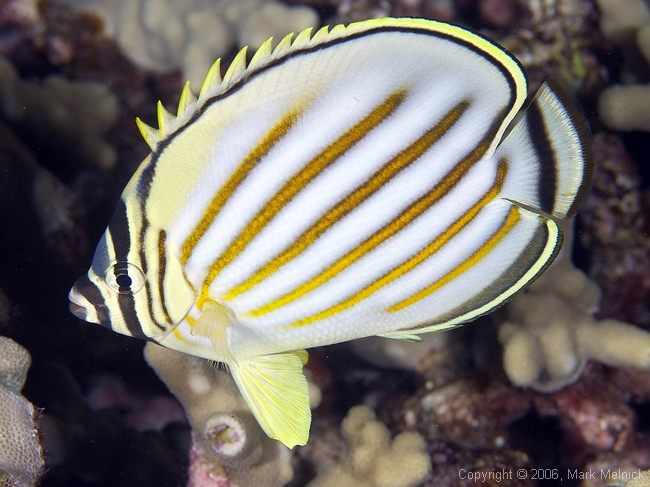 Ornate Butterflyfish