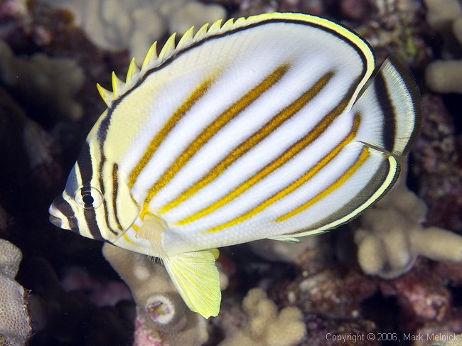 Ornate Butterflyfish