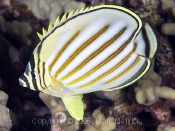 Ornate Butterflyfish