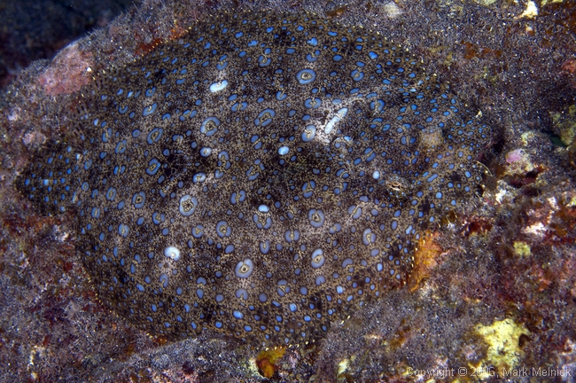 Peacock Flounder