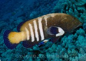 Peacock Grouper