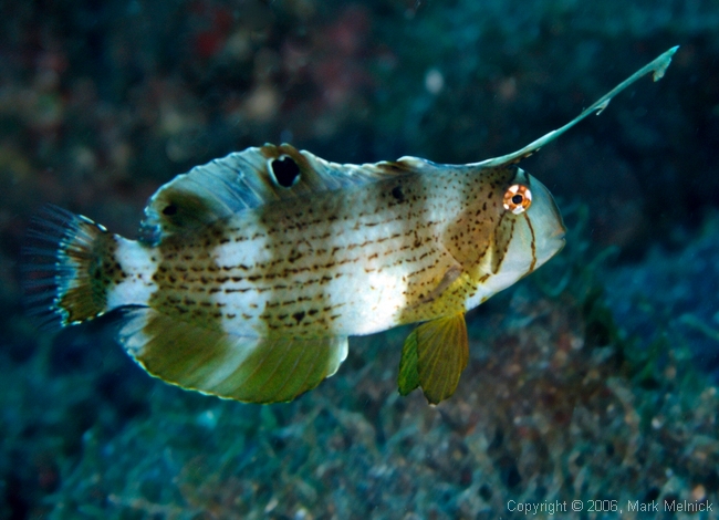 Peacock Razorwrasse