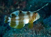 Peacock Razorwrasse