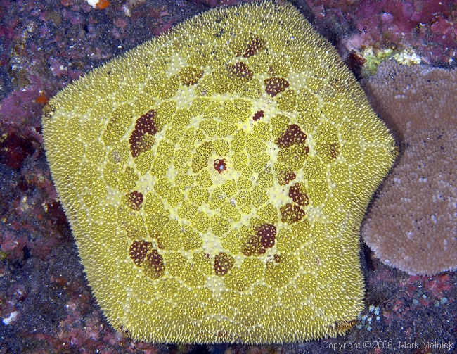 Pillow Seastar