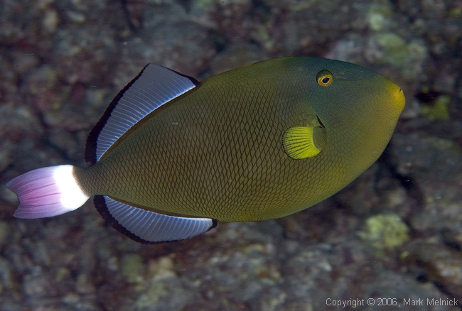 Pinktail Triggerfish