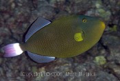 Pinktail Triggerfish